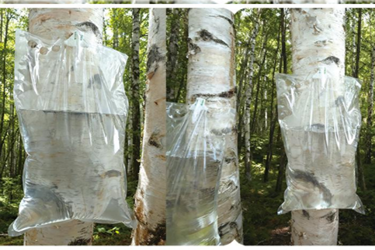 樺樹(shù)汁采集袋-液體盒中袋BIB產(chǎn)品